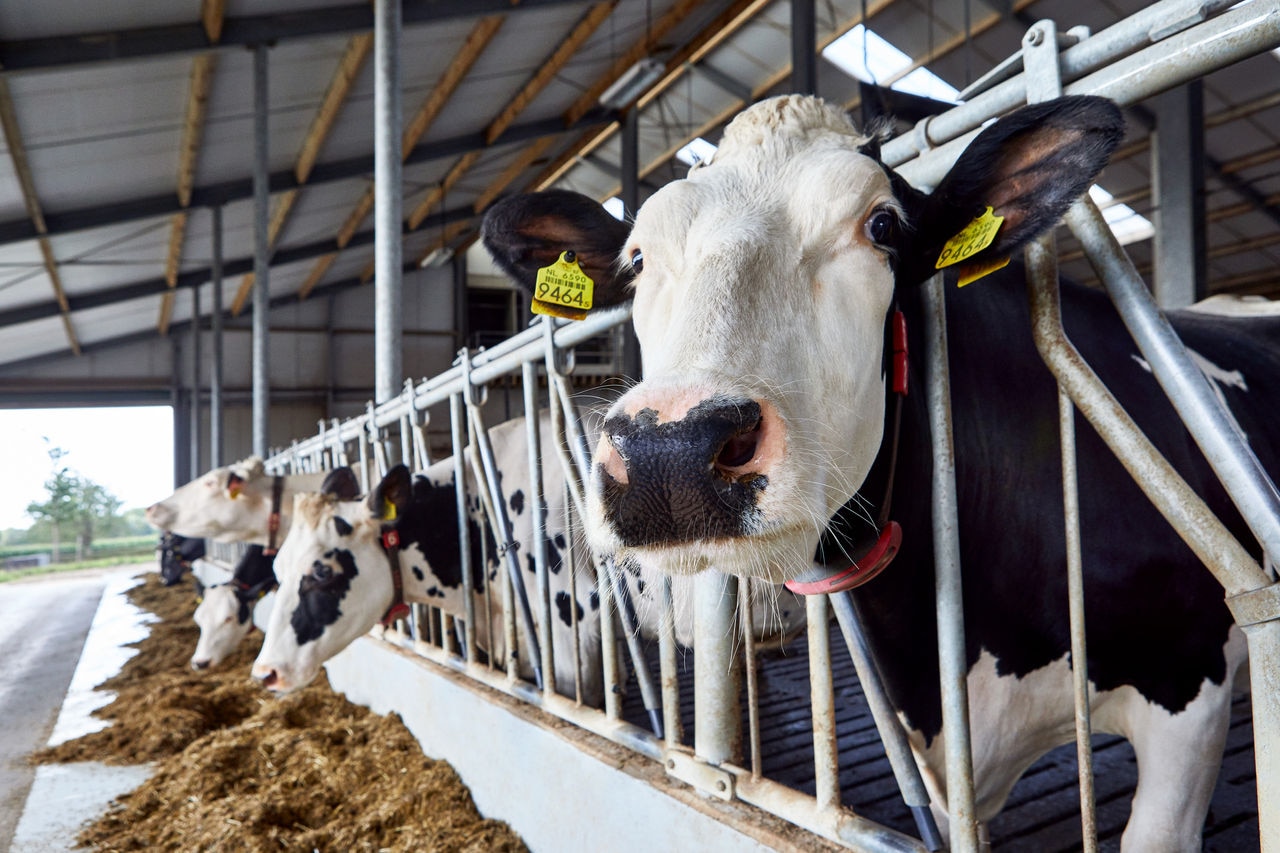 Bel makes milk low-methane, working across its entire Slovakian dairy chain with partner dsm-firmenich 