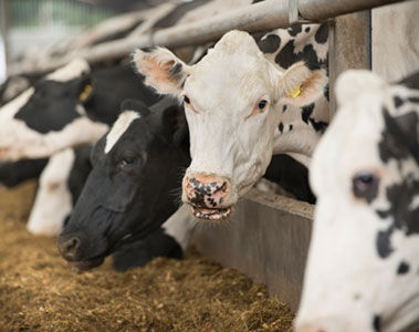 Trials confirm efficacy of a methane-reducing feed supplement for ruminants in achieving reductions in methane emissions by dairy cows 