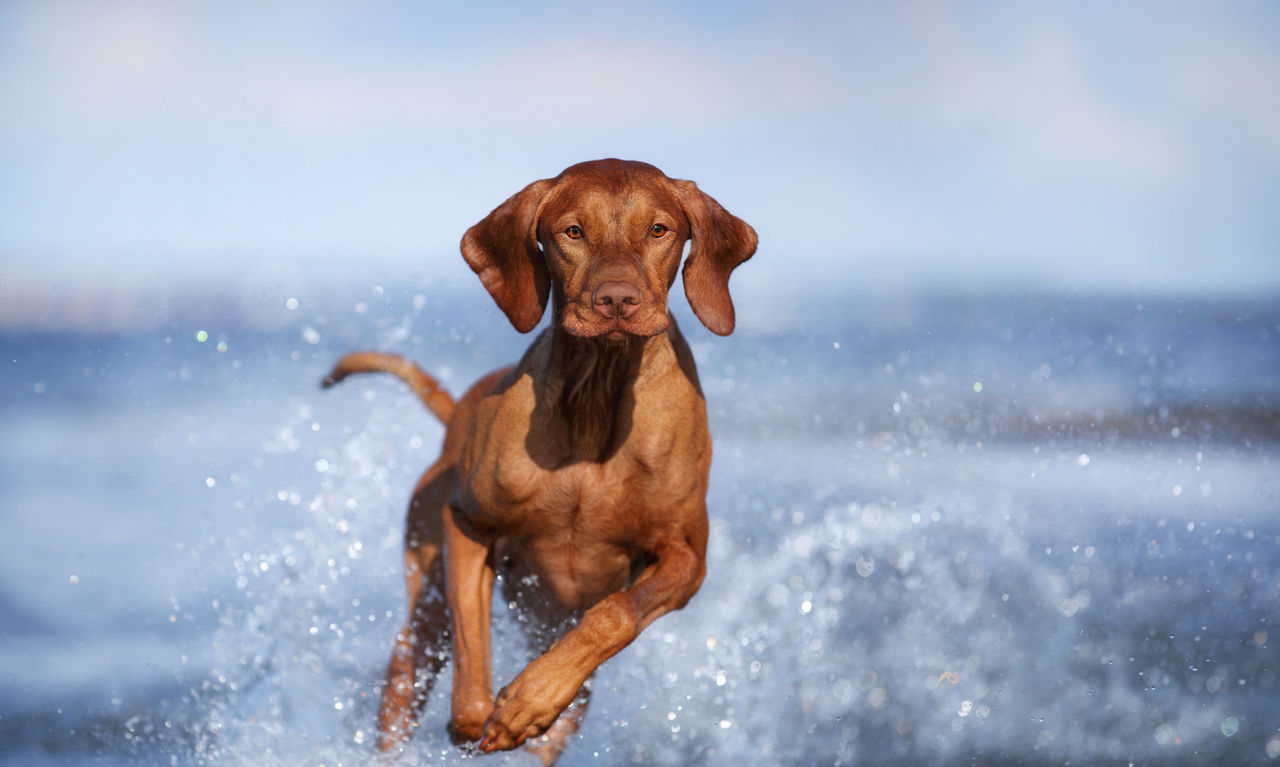 dsm-firmenich lance Veramaris® O3 Max Pure, un substitut d'huile de poisson sans compromis, lors du Petfood Forum 2026