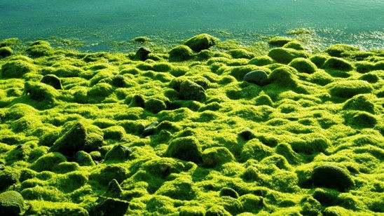 해양 생태계 보호와 영양 혁신을 실현하는 디에스엠퍼메니쉬 life’s®OMEGA의 5가지 핵심 경쟁력