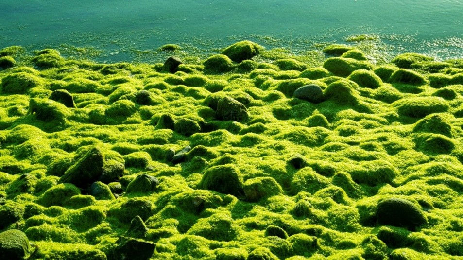 해조류로 만든 오메가-3, 식물성 오메가-3의 5가지 핵심 사실