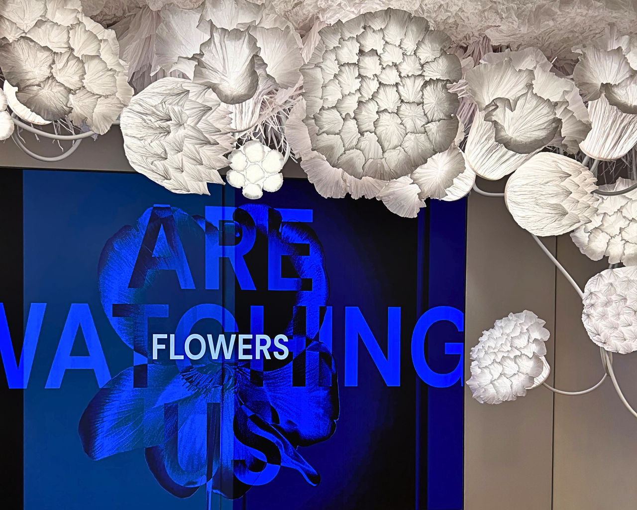dsm firmenich 推出“花儿在注视着我们”（Flowers Are Watching Us）——一项全新的全球推广活动，为香水中的花香调呈现了崭新的诠释