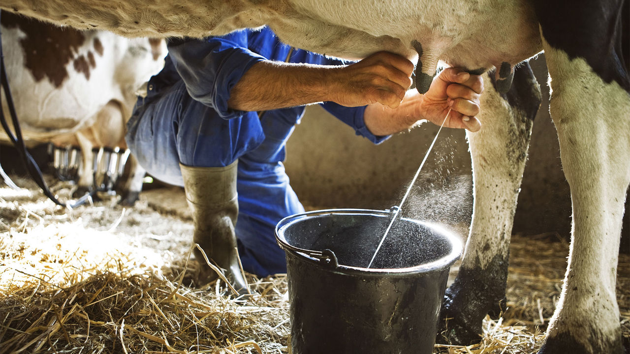 Mehr Milchleistung durch mehr Tiergesundheit