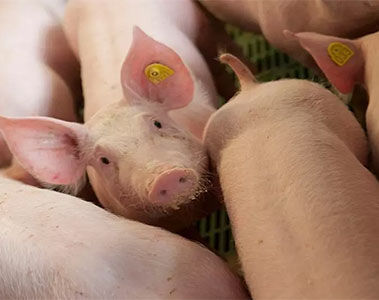 Endotoxin: Wenn der Darm durchlässt