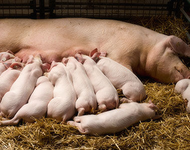 Im Stroh lauert die Gefahr: Mykotoxin