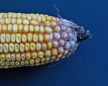 Auswirkungen von Zearalenon auf das Immunsystem und die Darmgesundheit von Schweinen