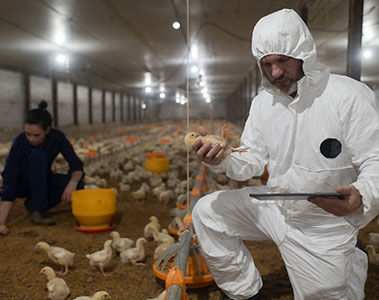 Wie Blutbiomarker und prädiktive Analysen frühzeitigere und fundiertere Entscheidungen in der Geflügelproduktion ermöglichen