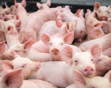 Postbiotika und Ferkel: ein perfektes Gespann