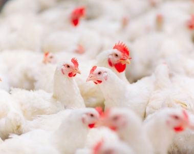 Kalzium in Geflügel: Was Erzeuger wissen müssen