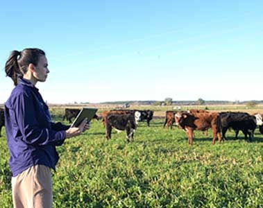 Warum der Pansenabbau die Rinder nicht vor Mykotoxinen schützt