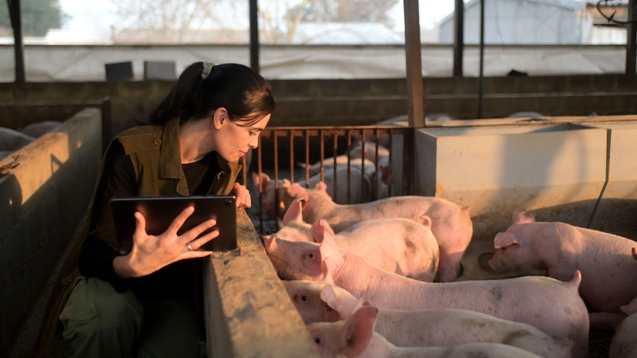 dsm-firmenich bringt GutServ® Biotics Postbiotische Lösung für stärkere und gesündere Ferkel auf den Markt