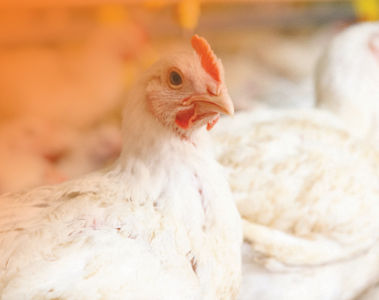 2022 Broiler Vitamin Survey – A Summary