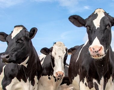 2022 Optimum Vitamin Nutrition Guidelines for Ruminants