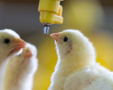 The future of poultry starts with acid-base biology