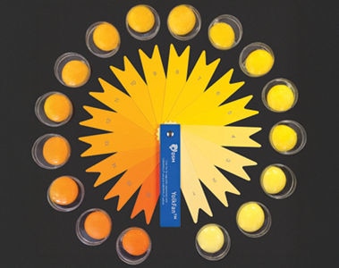 Color Fan Webshop Now Open