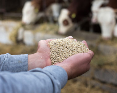 Feed Ingredient Costs