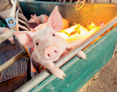 Fumonisins in swine: the hidden cost of subclinical exposure