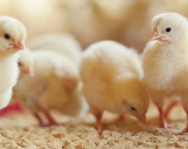 Hatchability: could micronutrients play a role?