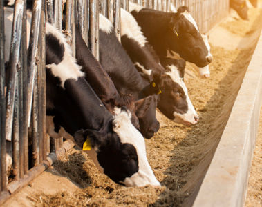Hy-D® and colostrum: building calf immunity before birth