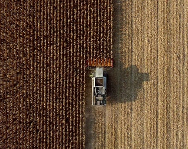 Mycotoxin Outlook for 2025 Harvest – Part 1