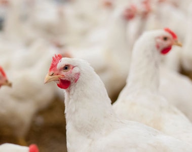 Necrotic Enteritis: A Billion Dollar Problem in Poultry