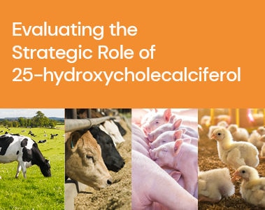 Optimizing Animal Productivity: Evaluating the Strategic Role of 25-hydroxycholecalciferol