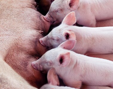 Sow Management and Feeding Strategies to Wean More Viable Pigs, Part 1
