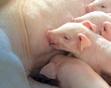 Sow Management and Feeding Strategies to Wean More Viable Pigs, Part 3