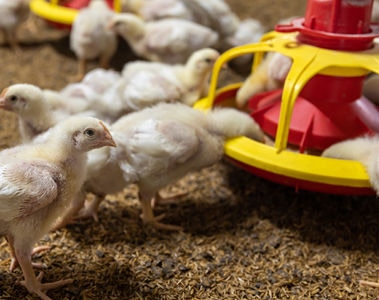 Phytogenic Feed Additives for Coccidiosis Control in Poultry  