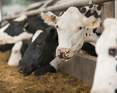Prepartum Mycotoxins May Trigger Shortened Gestation Periods and Affect Cow & Calf Health and Survival