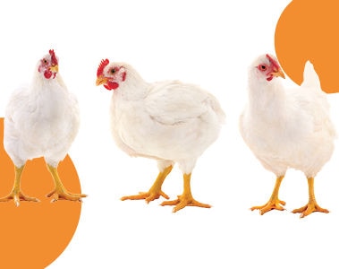 Probiotics: Yes, birds benefit from them too