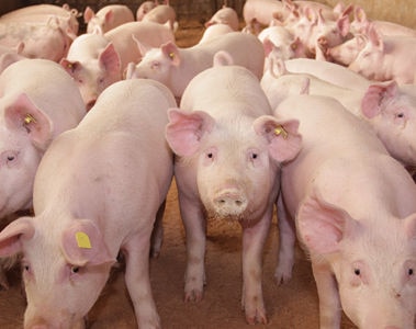 Summer Nutrition Strategies to Support Finishing Pig Performance