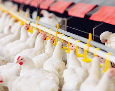 The anion gap: a key biomarker for poultry health