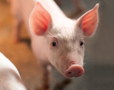 The effect of dietary vitamin D3 and 25-OH D3 on PRRSv disease severity and immune response in nursery pigs 