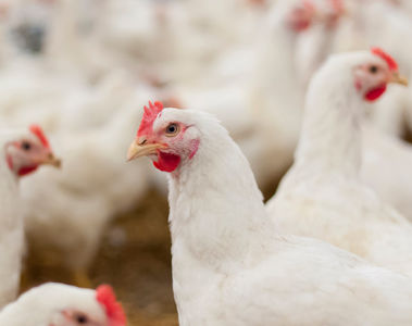 The Immunosuppressive Consequences of Mycotoxins in Livestock and Poultry
