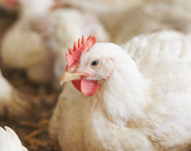 The role of feed additives in mitigating heat stress in broilers