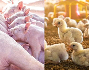 The role of vitamin E in poultry and swine nutrition