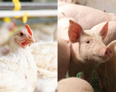 The Suitability of Various Vitamin D3 Metabolites in Animal Nutrition Part 3: The use of calcitriol in animal nutrition