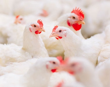 Understanding calcium in poultry: what producers need to know