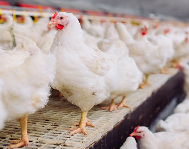 Understanding calcium in poultry: What producers need to know