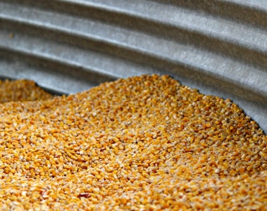 Understanding Mycotoxins: Survey and Sampling 