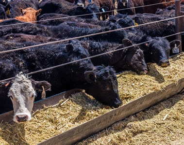 Vitamin A to E in Beef Cattle: A Series