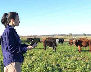 Why rumen degradation doesn’t provide complete protection to cattle from mycotoxins 