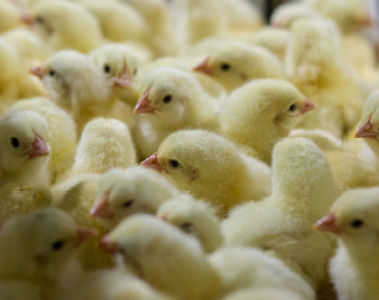 Why your poultry coccidiosis strategy may be outdated - and what to do about it