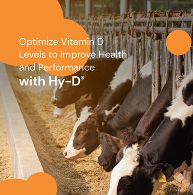 Hy-D® Dairy 4-Pager