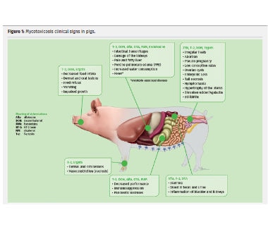 Mycotoxicosis and swine inflammation and necrosis syndrome