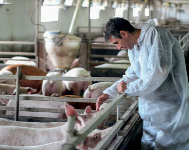 Differential Diagnosis for Mycotoxicoses in Swine PDF