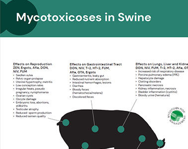 Mycotoxicoses in Swine