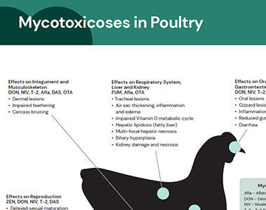 Mycotoxin Effects in Poultry