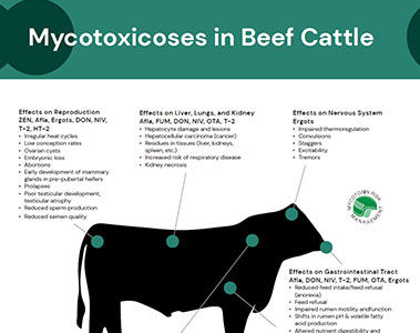 Mycotoxins in Beef Cattle